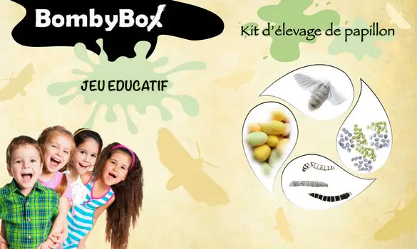 BombyBox Elevage papillon école enfant