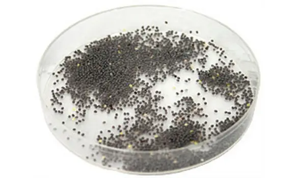 10000 ovos de bicho da seda Bombyx Mori